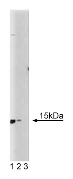 SIII p15 Mouse, Unlabeled, Clone: 56, BD 150&mu;g; Unlabeled:Antibodies,