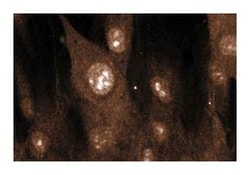 SIII p15 Mouse, Unlabeled, Clone: 56, BD 150&mu;g; Unlabeled:Antibodies,