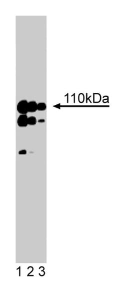 Striatin Mouse, Unlabeled, Clone: 6, BD 50&mu;g; Unlabeled:Antibodies,
