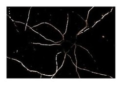 Striatin Mouse, Unlabeled, Clone: 6, BD 50&mu;g; Unlabeled:Antibodies,