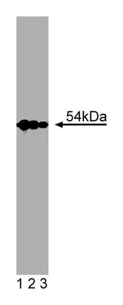 SRP54 Mouse, Unlabeled, Clone: 30, BD