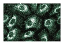 SRP54 Mouse, Unlabeled, Clone: 30, BD 50&mu;g; Unlabeled:Antibodies, Monoclonal
