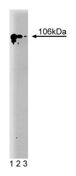SATB1 Mouse, Unlabeled, Clone: 14, BD 50&mu;g; Unlabeled:Antibodies, Monoclonal