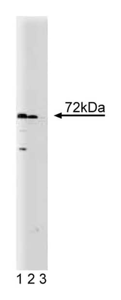 SNX2 Mouse, Unlabeled, Clone: 13, BD 50&mu;g; Unlabeled:Antibodies, Monoclonal