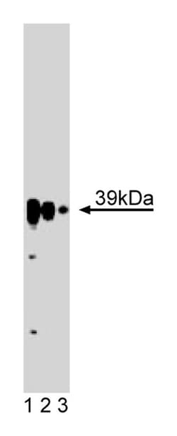 STRAP Mouse, Unlabeled, Clone: 22, BD 50&mu;g; Unlabeled:Antibodies, Monoclonal