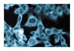 STRAP Mouse, Unlabeled, Clone: 22, BD 50&mu;g; Unlabeled:Antibodies, Monoclonal