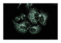 SNX1 Mouse anti-Human, Unlabeled, Clone: 51, BD 50&mu;g; Unlabeled:Antibodies,