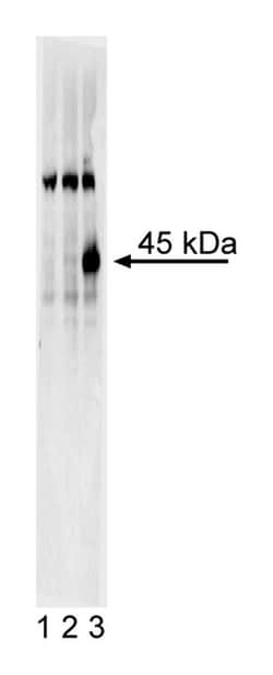 Sox17 Mouse anti-Human, Unlabeled, Clone: P7-969, BD 0.1mg; Unlabeled:Antibodies,