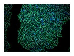Sox2 Mouse, Unlabeled, Clone: O30-678, BD 0.1mg; Unlabeled:Antibodies,
