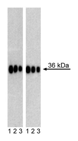 Sox2 Mouse, Unlabeled, Clone: O30-678, BD 0.1mg; Unlabeled:Antibodies,