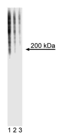 SSEA-1 Mouse, Unlabeled, Clone: MC480, BD 0.1mg; Unlabeled:Antibodies,