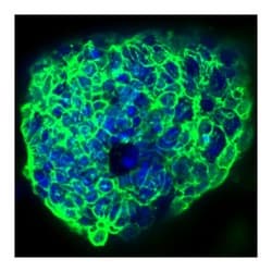 SSEA-1 Mouse, Unlabeled, Clone: MC480, BD 0.1mg; Unlabeled:Antibodies,