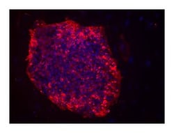 SSEA-3 Rat, Alexa Fluor 647, Clone: MC-631 (also known as MC631), BD 50