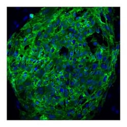 SSEA-4 Mouse, Alexa Fluor 647, Clone: MC813-70, BD 100 Tests; Alexa Fluor