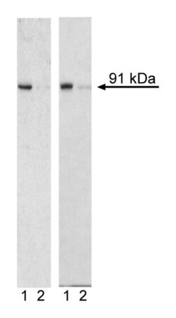 Stat1 (pS727) Mouse, PE, Clone: K51-856, BD 50 Tests | Buy Online | BD Biosciences | Fisher Scientific
