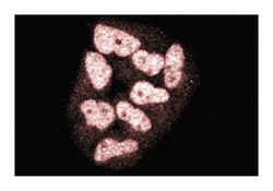 TopBP1 Mouse anti-Human, Unlabeled, Clone: 33, BD 150&mu;g; Unlabeled:Antibodies,