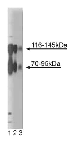 TrkB Mouse anti-Rat, Unlabeled, Clone: 47, BD:Antibodies:Primary Antibodies