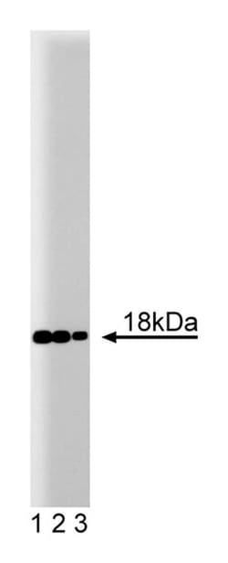 Tom20 Mouse, Unlabeled, Clone: 29, BD 50&mu;g; Unlabeled:Antibodies, Monoclonal