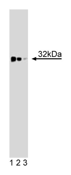TREX1 Mouse anti-Mouse, Unlabeled, Clone: 29, BD 50&mu;g; Unlabeled:Antibodies,