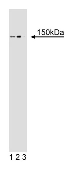 TNIK Mouse, Unlabeled, Clone: 53, BD 50&mu;g; Unlabeled:Antibodies, Monoclonal