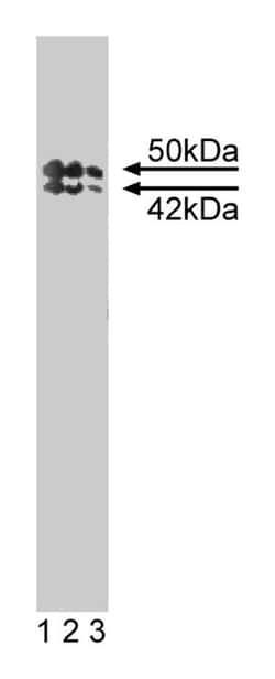 TIAR Mouse, Unlabeled, Clone: 6, BD