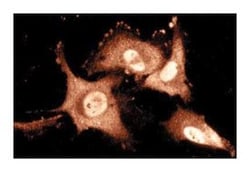 TIAR Mouse, Unlabeled, Clone: 6, BD 50&mu;g; Unlabeled:Antibodies, Monoclonal