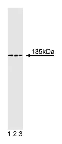 TAF(II)135 Mouse, Unlabeled, Clone: 22, BD 50 &mu;g | Buy Online | BD Biosciences | Fisher Scientific