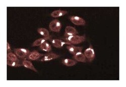 TRADD Mouse, Unlabeled, Clone: 37, BD:Antibodies:Primary Antibodies