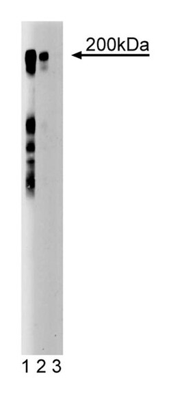 Thrombospondin-2 Mouse anti-Mouse, Unlabeled, Clone: 4, BD 50&mu;g; Unlabeled:Antibodies,