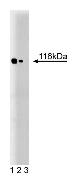 TAO1 Mouse, Unlabeled, Clone: 22, BD:Antibodies:Primary Antibodies