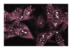 TAO1 Mouse, Unlabeled, Clone: 22, BD:Antibodies:Primary Antibodies