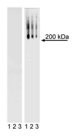 TRA-1-60 Antigen Mouse anti-Human, Unlabeled, Clone: TRA-1-60, BD 0.1mg;