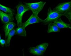 -Tubulin Mouse, Alexa Fluor 488, Clone: 5H1, BD 100 Tests; Alexa Fluor