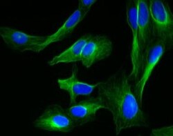 -Tubulin Mouse, Alexa Fluor 647, Clone: 5H1, BD 100 Tests; Alexa Fluor