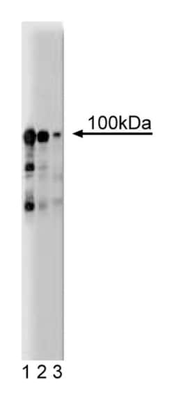 UBE3A Mouse, Unlabeled, Clone: 13, BD 50&mu;g; Unlabeled:Antibodies, Monoclonal