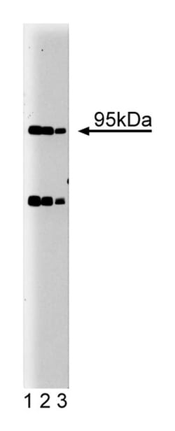Villin Mouse anti-Human, Unlabeled, Clone: 12, BD 50&mu;g; Unlabeled:Antibodies,