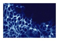 Villin Mouse anti-Human, Unlabeled, Clone: 12, BD 50&mu;g; Unlabeled:Antibodies,