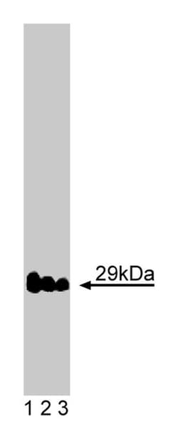 Vti1a Mouse, Unlabeled, Clone: 45, BD 50&mu;g; Unlabeled:Antibodies, Monoclonal