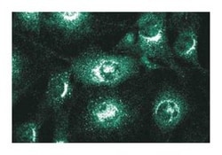 Vti1a Mouse, Unlabeled, Clone: 45, BD 50&mu;g; Unlabeled:Antibodies, Monoclonal