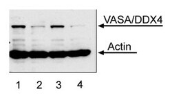 VASA/DDX4 Human, Unlabeled, Clone: R11-A3, BD 0.1mg; Unlabeled:Antibodies,