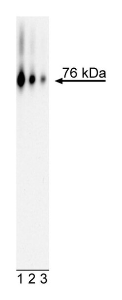 VASA/DDX4 Human, Unlabeled, Clone: R11-A3, BD 0.1mg; Unlabeled:Antibodies,