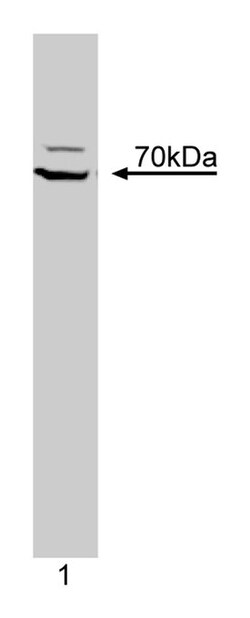 ZAP-70 Kinase Mouse, Unlabeled, Clone: 29, BD:Anticuerpos:Anticuerpos primarios
