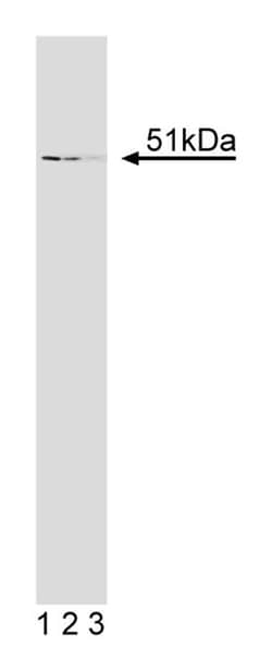 ZRP-1 Mouse, Unlabeled, Clone: 16, BD:Antibodies:Primary Antibodies