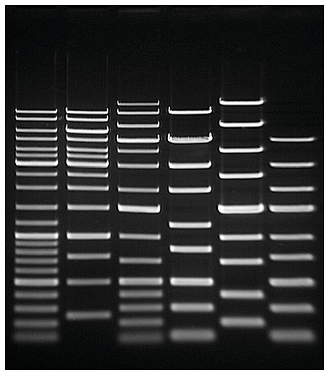Thermo Scientific™ TopVision Low Melting Point Agarose 25g Agarose
