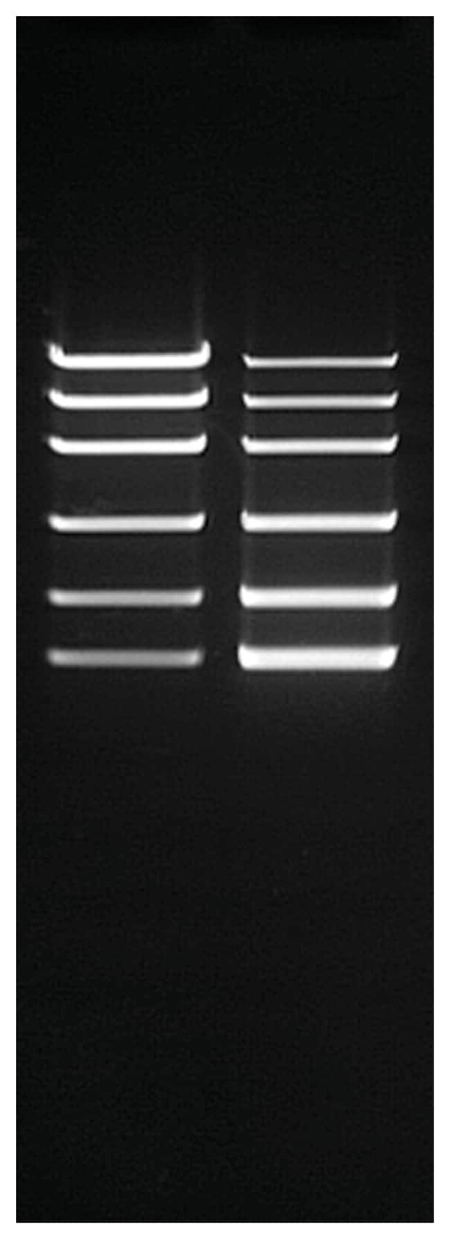 thermo scientific massruler express hr forward reverse dna ladders ready to use