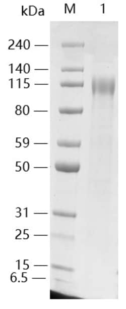 Genscript Corporation SARS-CoV-2 Spike protein (S1, His Tag), Quantity: