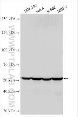 FAF2 Rabbit, anti-Human, Polyclonal, Proteintech 150 &mu;L | Buy Online | Proteintech | Fisher Scientific
