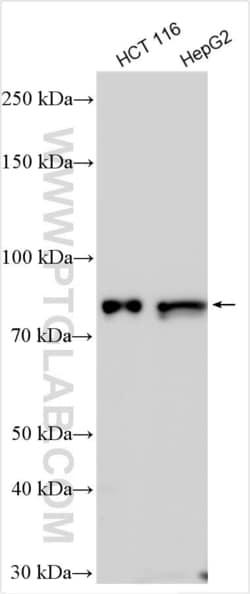 FAM35A Rabbit, anti-Human, Polyclonal, Proteintech:Antibodies:Primary Antibodies