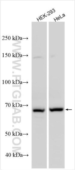 FBXL19 Rabbit, anti-Human, Polyclonal, Proteintech:Antibodies:Primary Antibodies