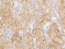 Sino Biological Anti-FBXL7 Antibody, Rabbit Polyclonal, Quantity: Each